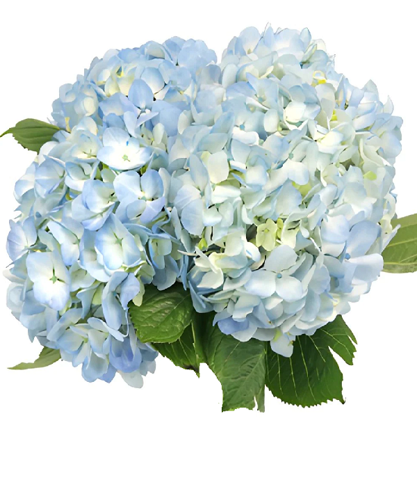 10 x Hortensias Bleus En Vrac