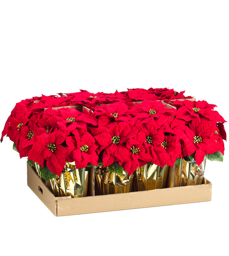 9" Bulk Poinsettia