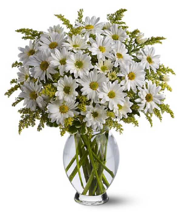 Marguerites Blanches Classiques