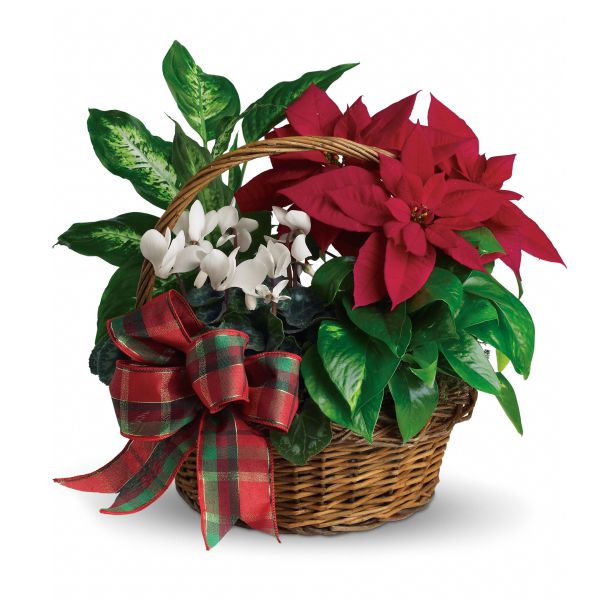 Panier de poinsettias de Noël