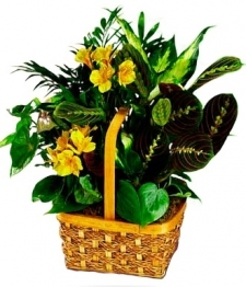 Yellow Blooming Planter Basket