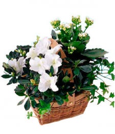 Panier- Plantes Floraison Blanches