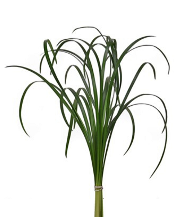 20 x Bulk Lily Grass