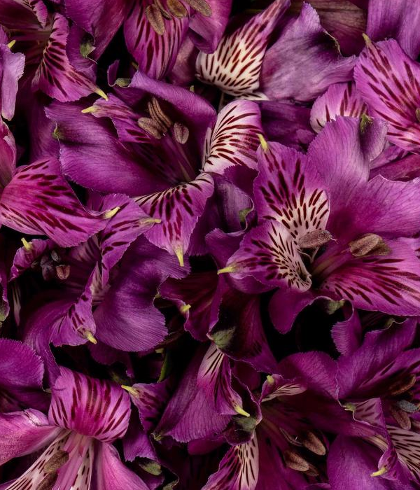 25 x Alstroemeria Violettes En Vrac