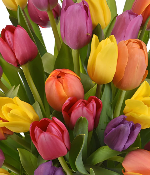 25 x Tulipes Assorties En Vrac