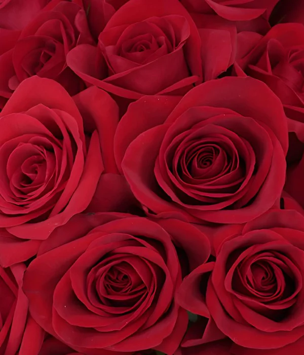 25 x Roses Rouges En Vrac
