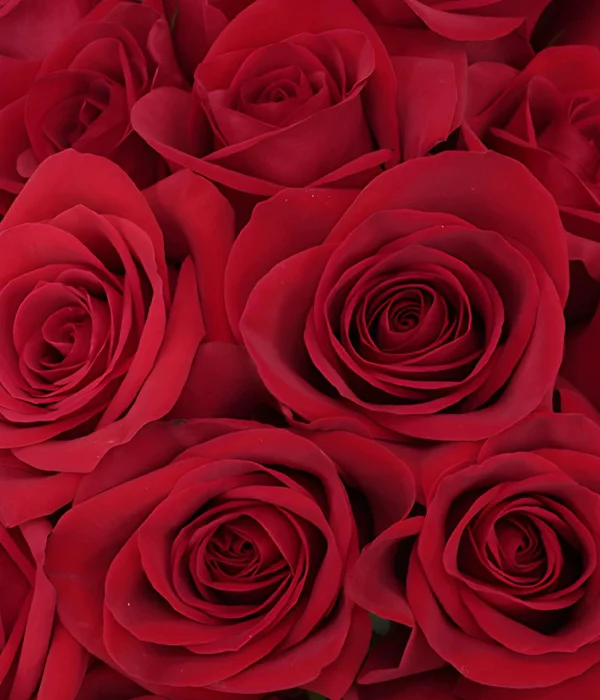 25 x Bulk Red Roses