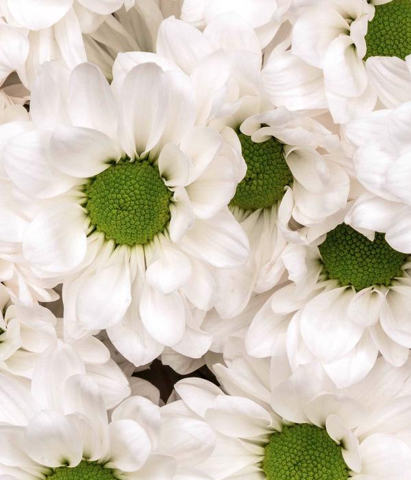 25 x Marguerites de Chrysanthèmes Blancs En Vrac