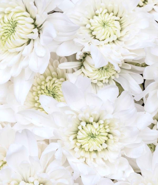 25 x Chrysanthèmes Blancs En Gerbe En Vrac