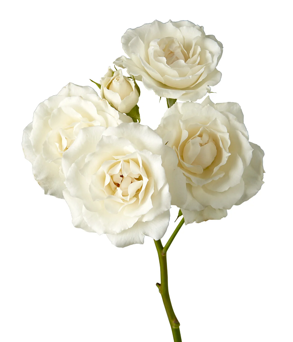 20 x Bulk White Spray Roses