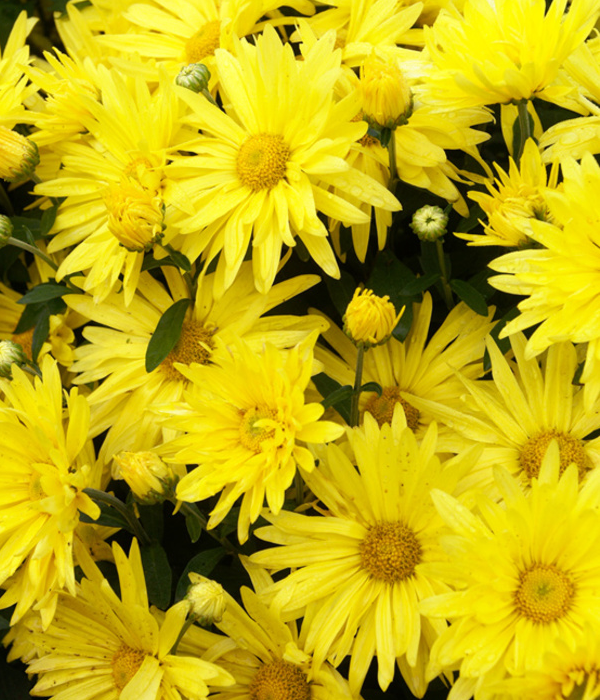 25 x Marguerites de Chrysanthèmes Jaunes En Vrac