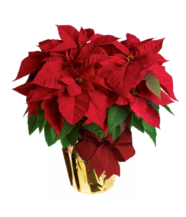 Deluxe Poinsettia Basket