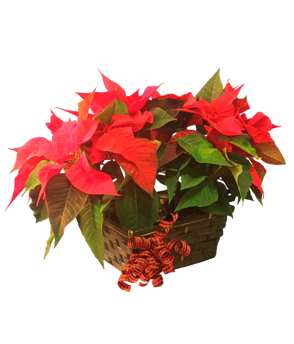 Poinsettia Élégante