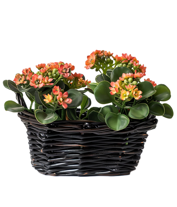 Kalanchoe Harmony