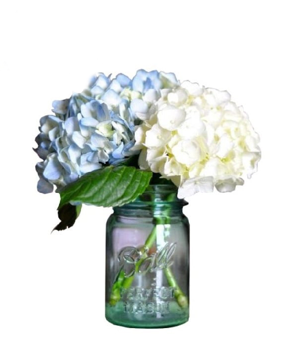 Hydrangea in Mason Jar